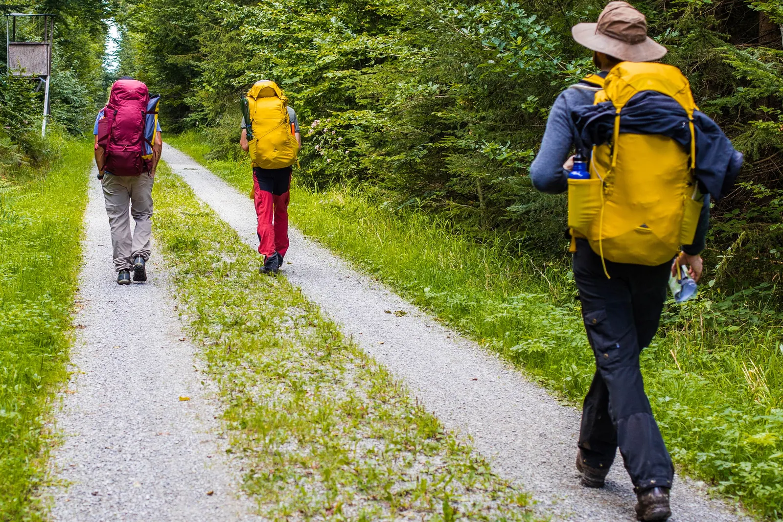 Drei Personen wandern bei der WildernessNight mit beladenen Rucksäcken einen Waldweg entlang