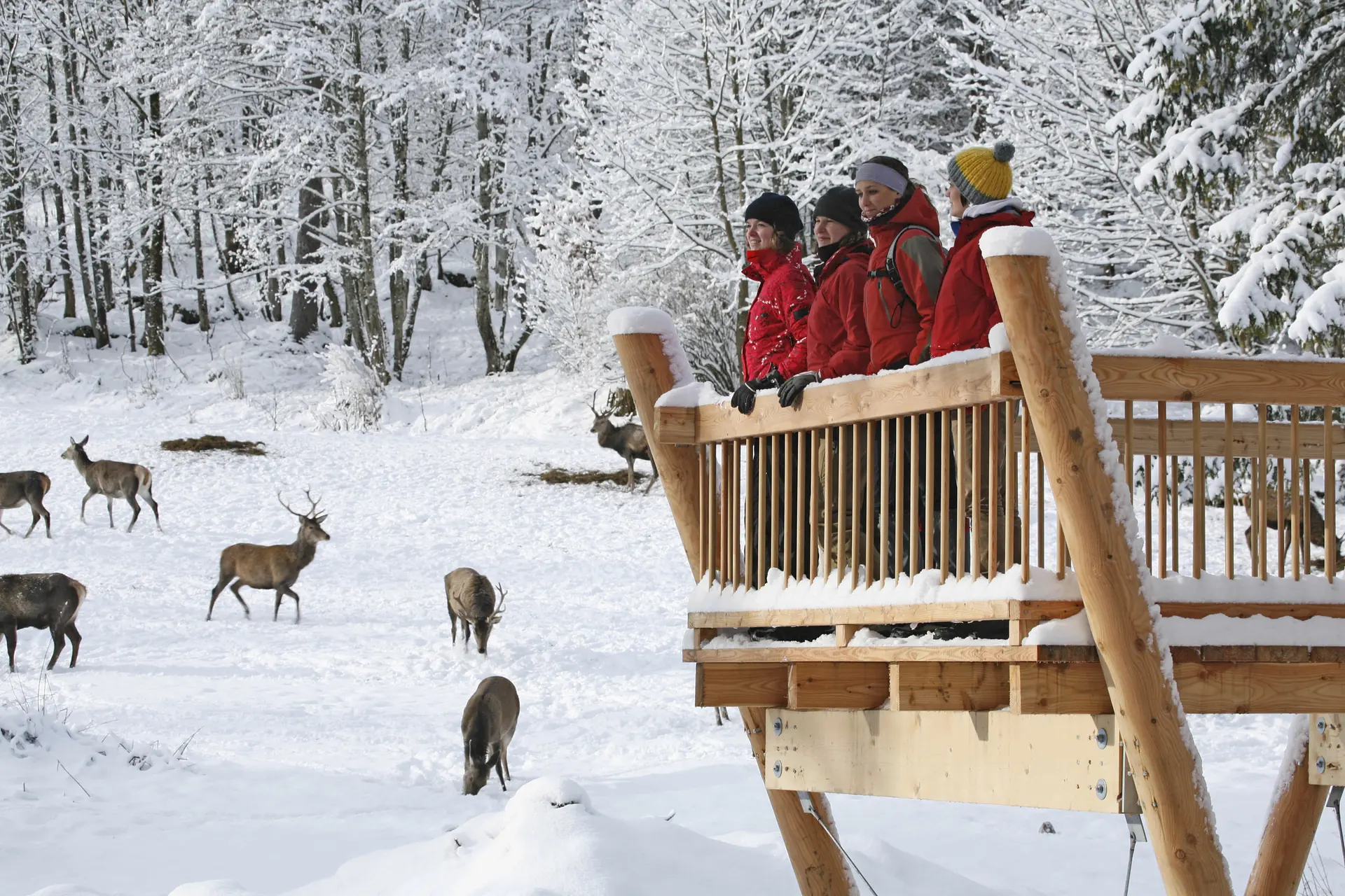 Besucher auf der Beobachtungsplattform an der Wildfütterung im verschneiten Klausbachtal