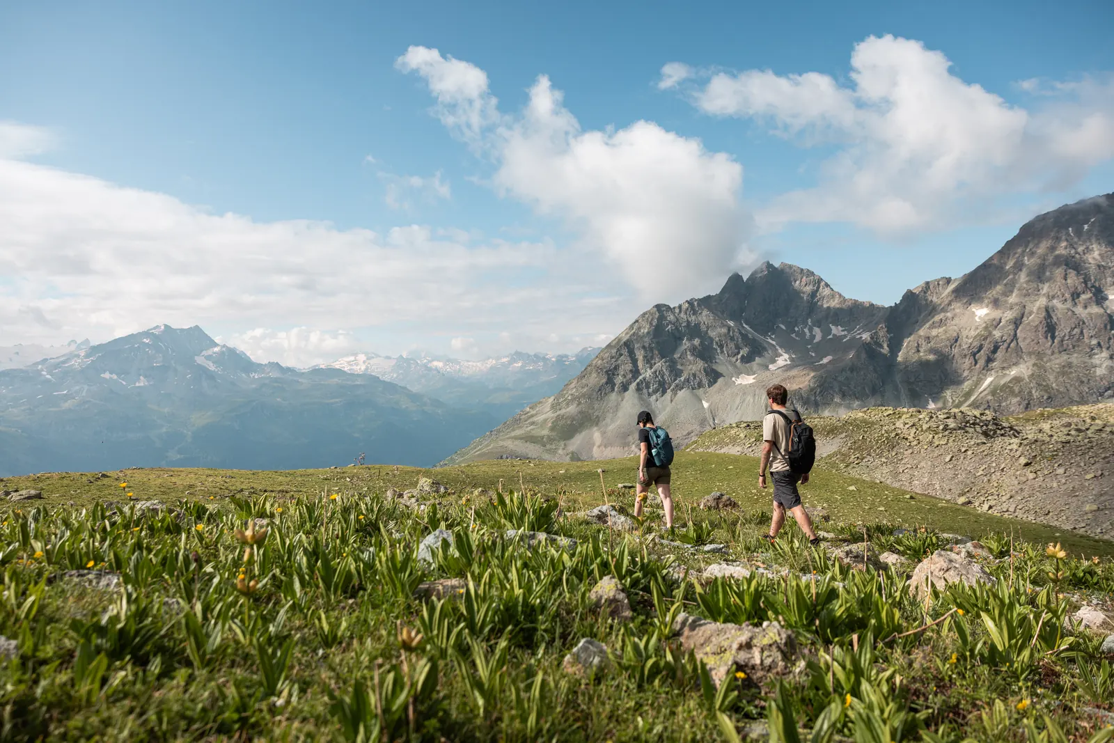 Wandernde auf blühenden Wiesenhängen an der Corviglia