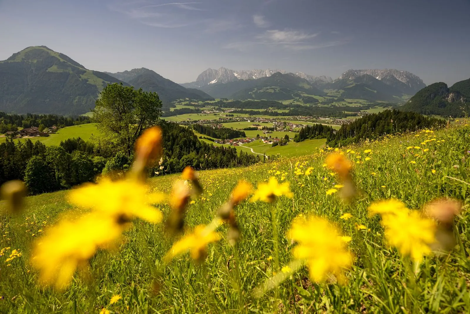 Blühende Sommerwiese über Kössen mit Tal und Bergen im Hintergrund