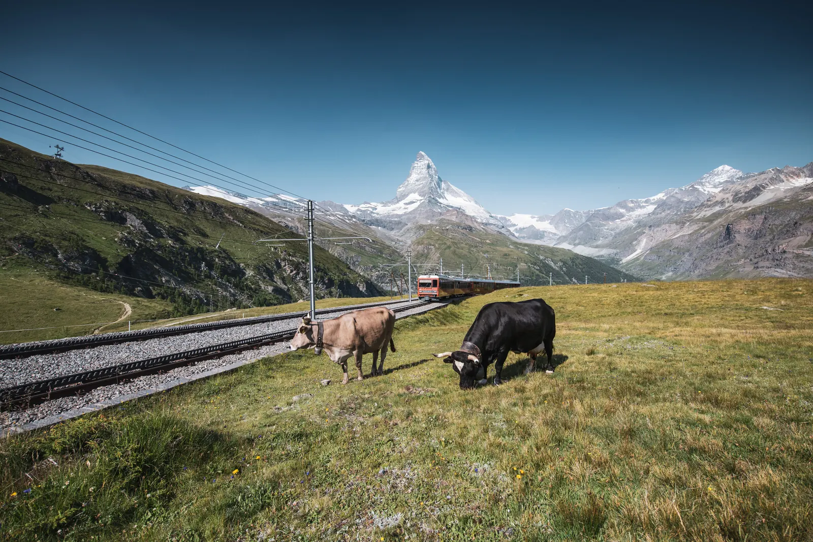 Kühe auf einer Bergwiese an der Gornergratbahn vor dem Matterhorn