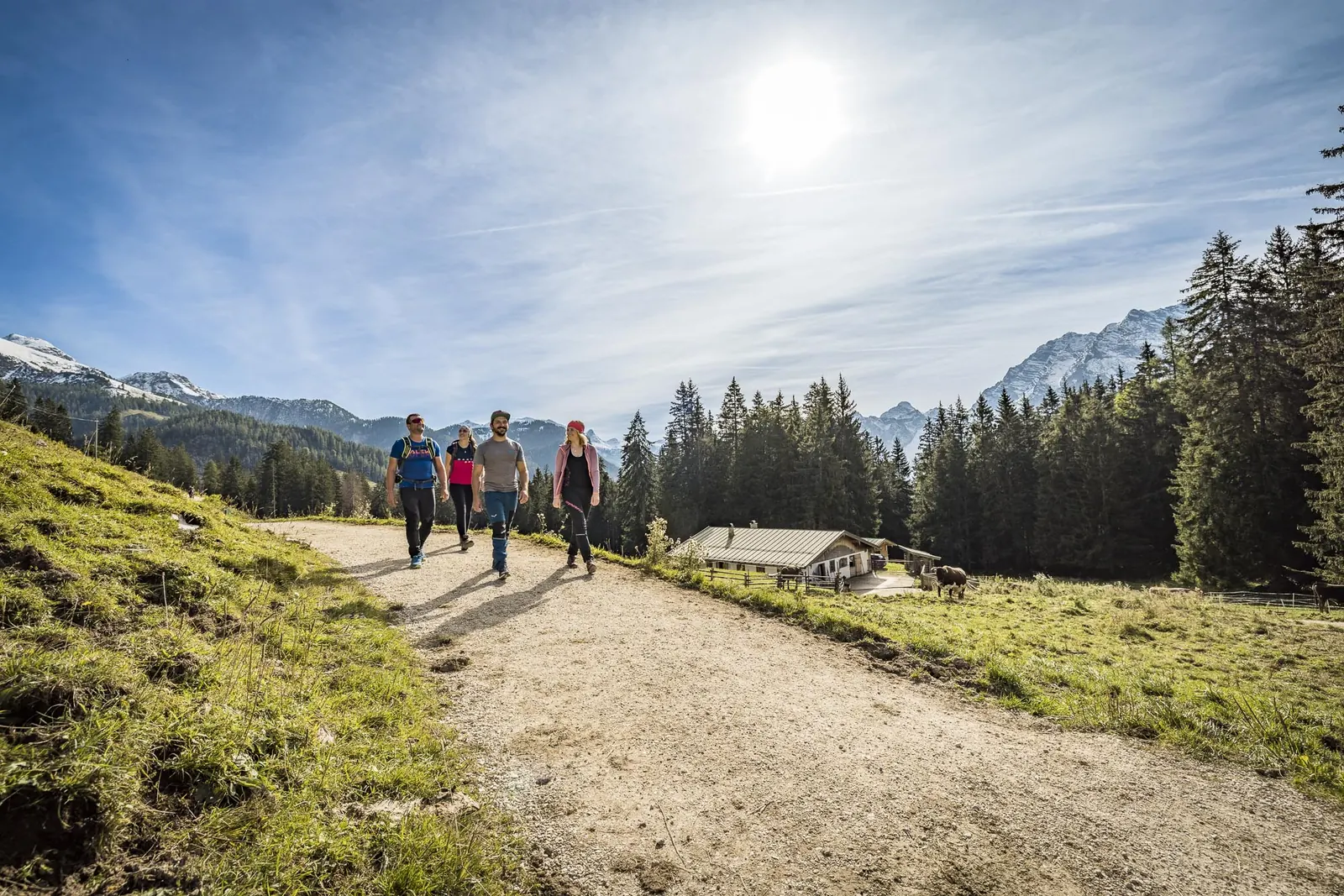 Wandergruppe auf einem sonnigen Almweg im Jennergebiet