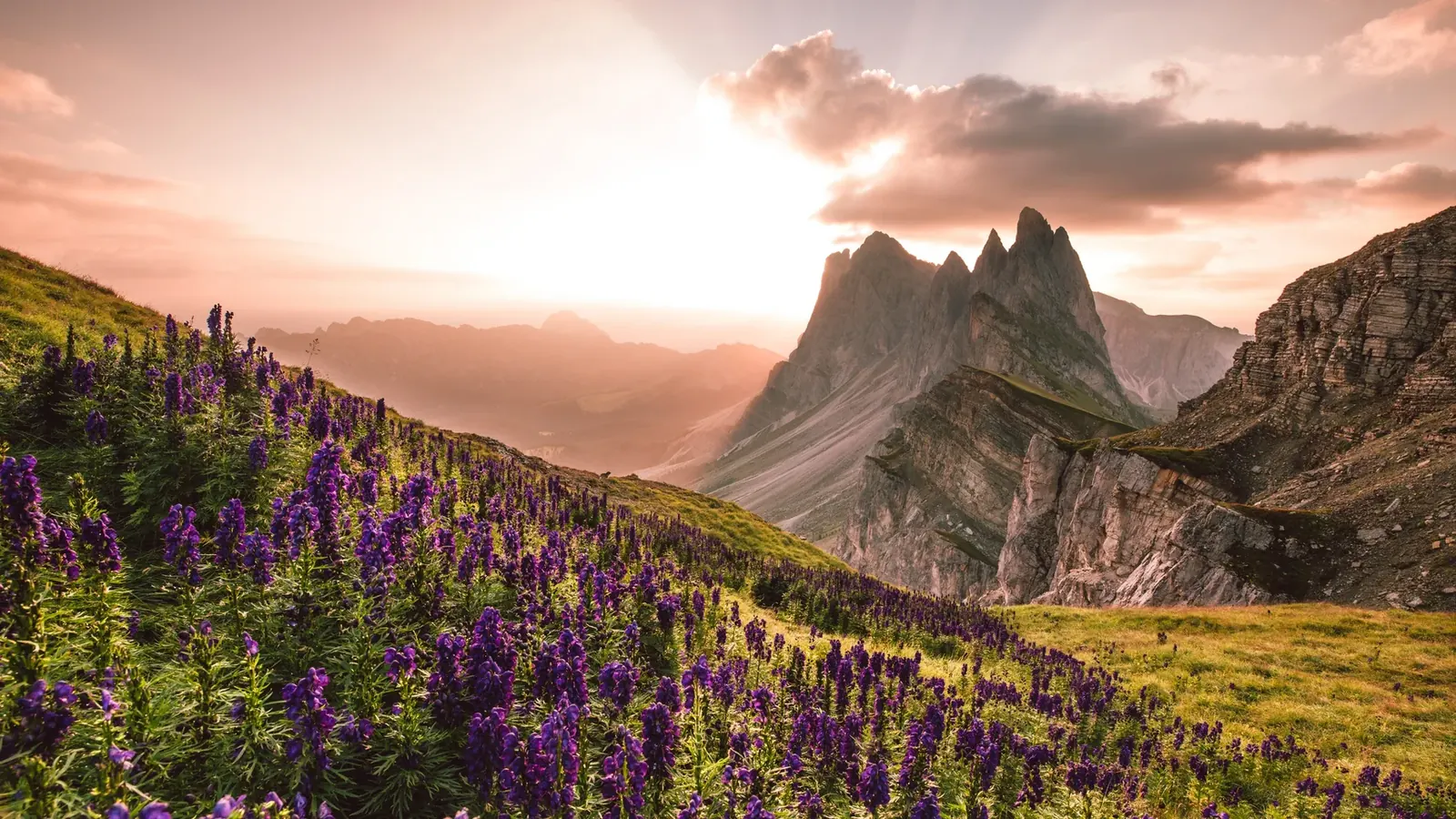 Blühende Bergwiesen vor den Seceda-Felstürmen im Abendlicht