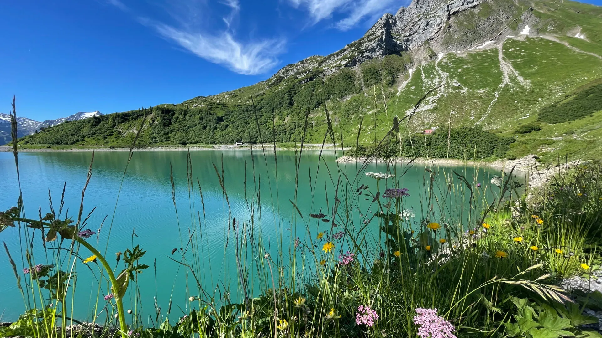Türkisfarbener Spullersee mit Uferblumen und grünem Felshang unter blauem Sommerhimmel.