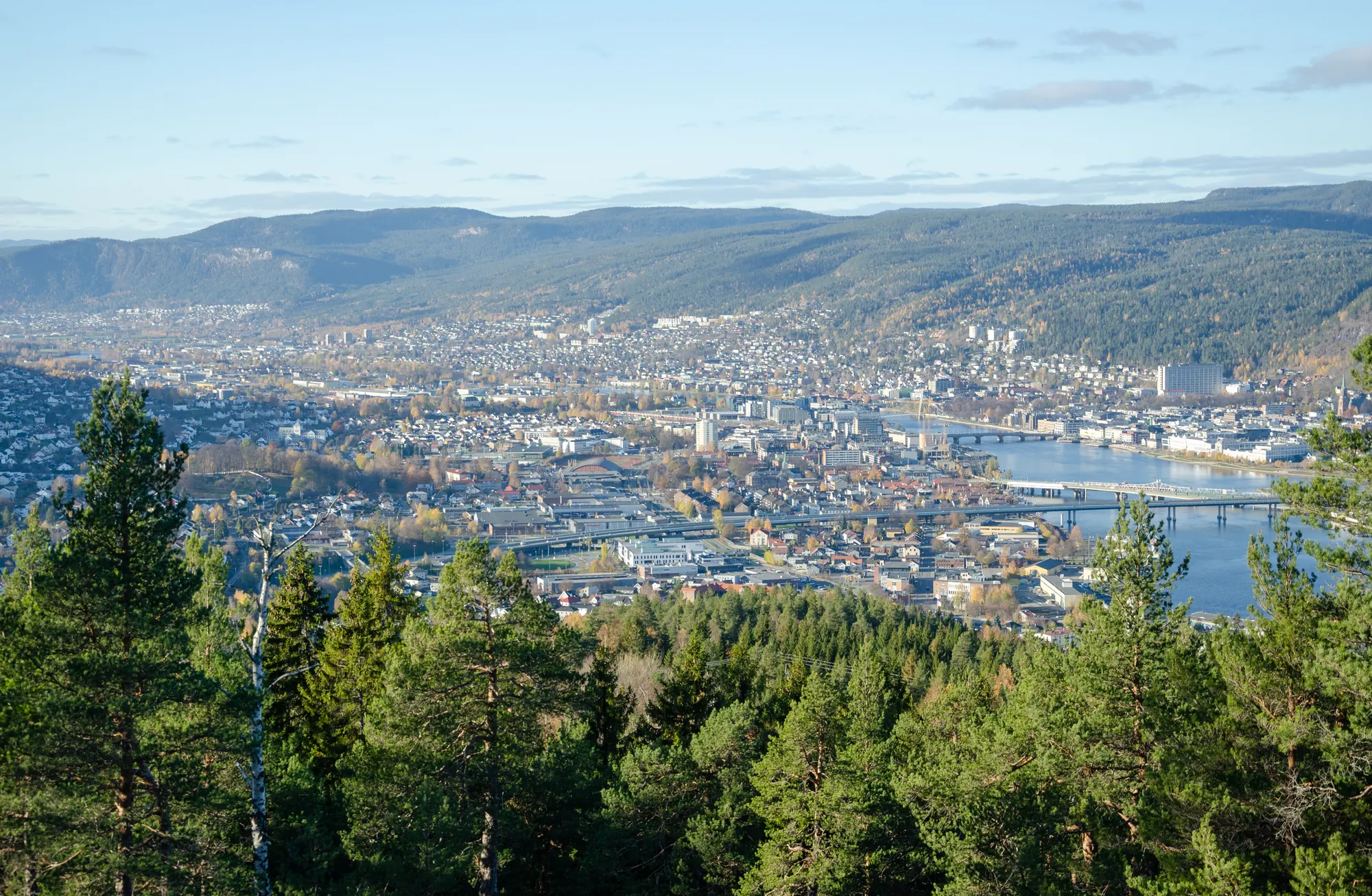 Blick vom Nordbykollen über Drammen mit Fluss, Brücken und Stadtgebiet, im Vordergrund Kiefern im Herbstlicht