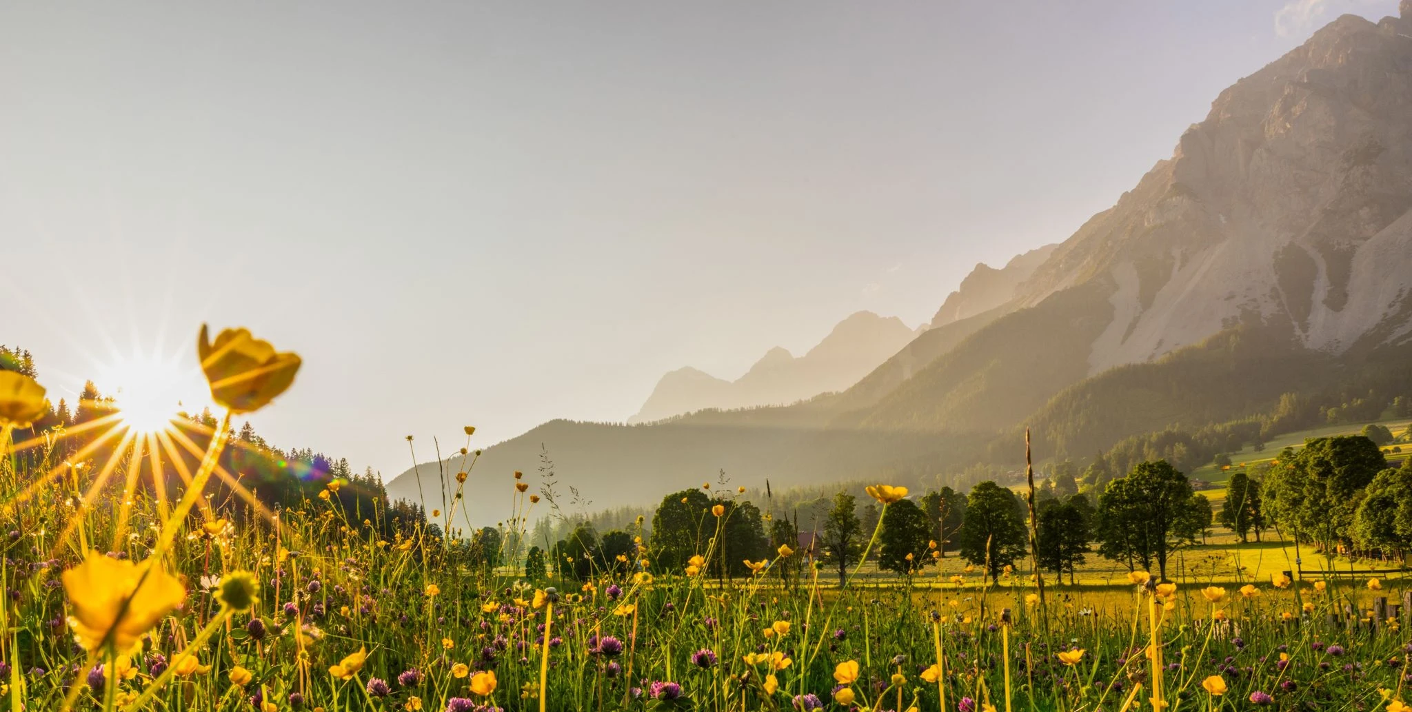 Blumenwiese bei Ramsau mit Dachsteinmassiv im Abendlicht